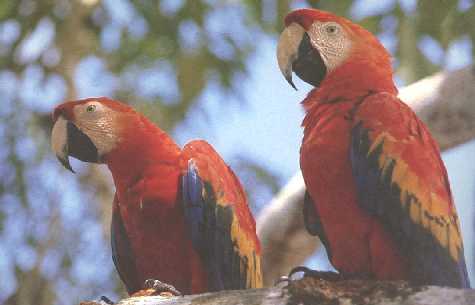 Guacamayas