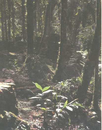 Urwald